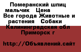 Померанский шпиц, мальчик › Цена ­ 35 000 - Все города Животные и растения » Собаки   . Калининградская обл.,Приморск г.